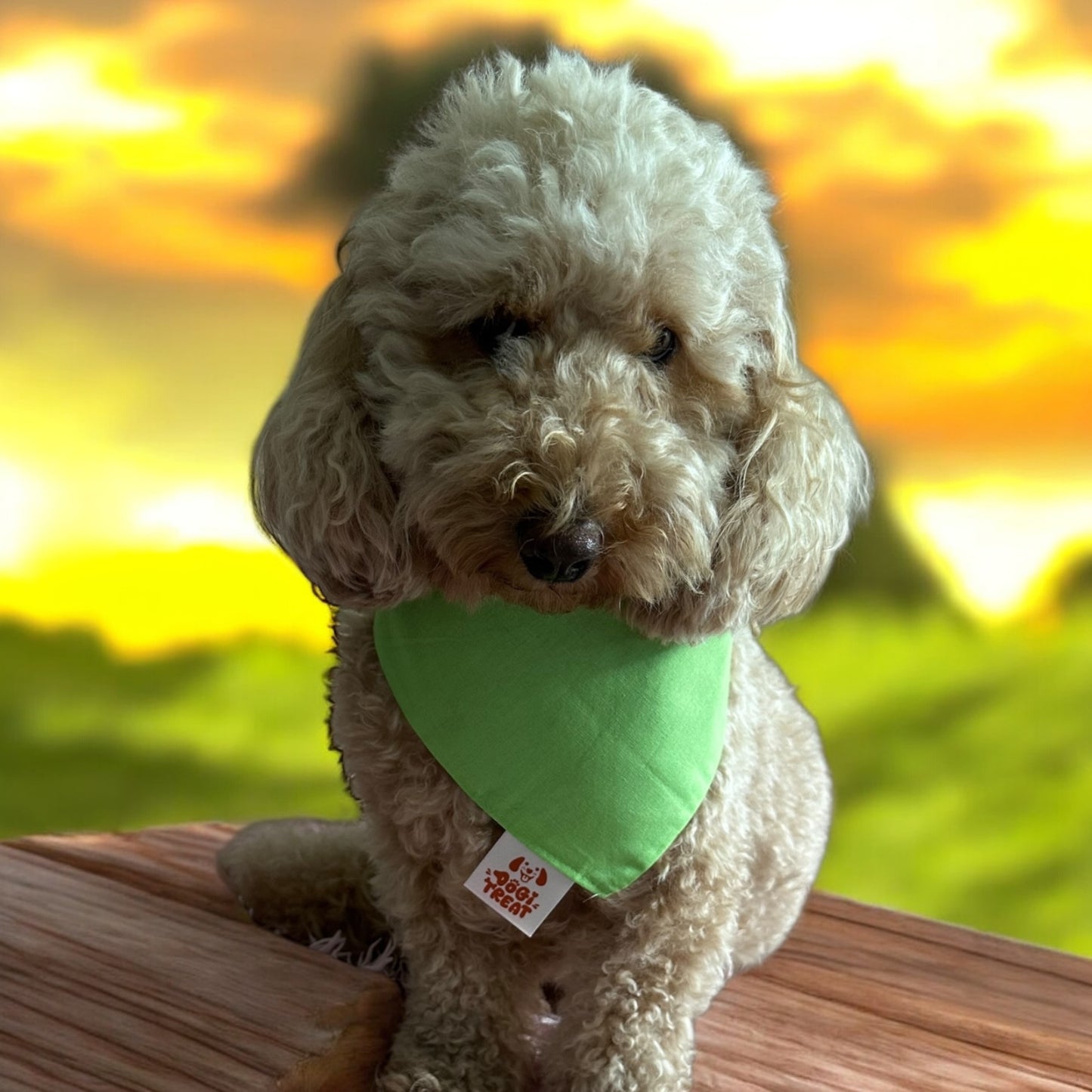 Tiny Travelers Bandana