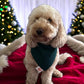 Christmas Basics Stars - Red Bandana